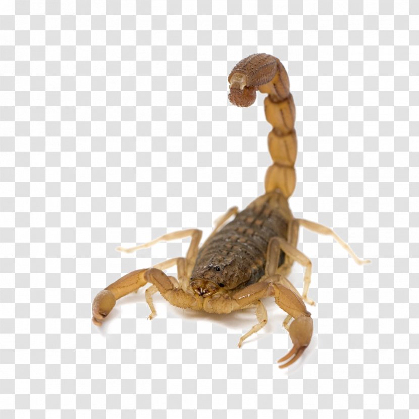 Arizona Bark Scorpion Emperor Striped Venom Transparent PNG