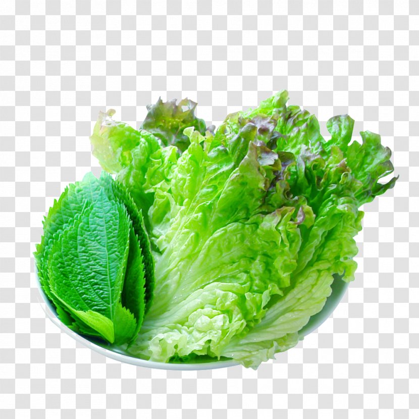 Vegetarian Cuisine Leaf Vegetable Romaine Lettuce - Spring - Bok Choy Transparent PNG