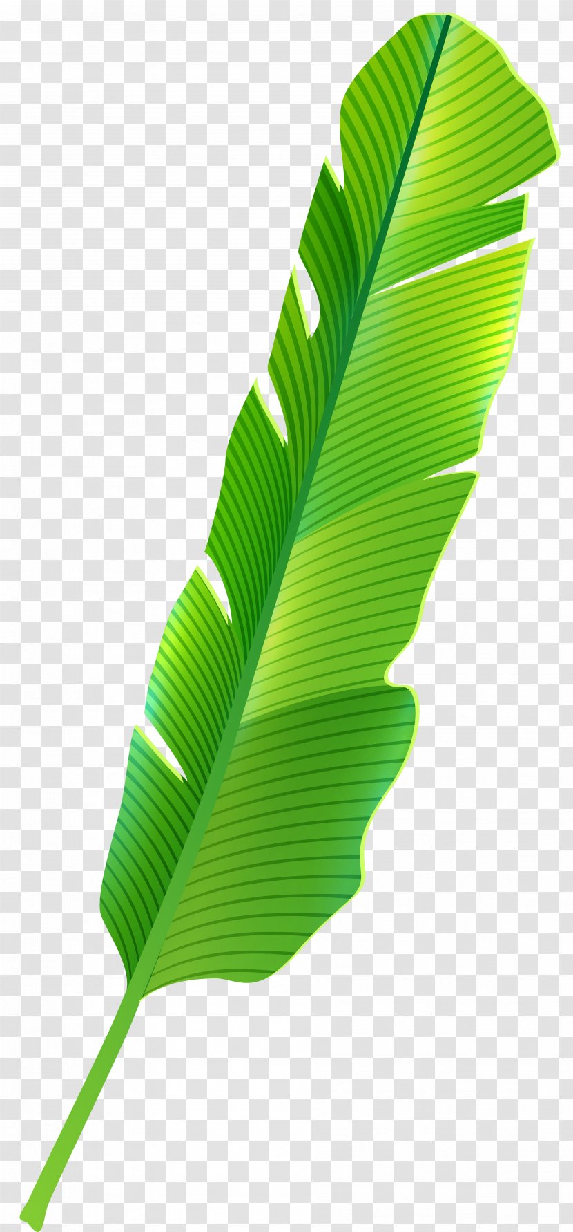 Tropics Leaf Clip Art - Grass - Banana Leaves Transparent PNG