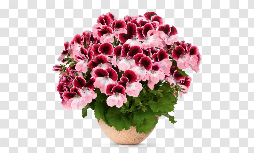 Flower Seed Bloody Crane's-bill Regal Pelargonium Garden Geranium - Houseplant Transparent PNG