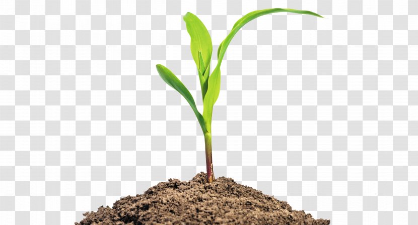 Maize Seedling Baby Corn Stock Photography Plant - Soil - Leaves Transparent PNG