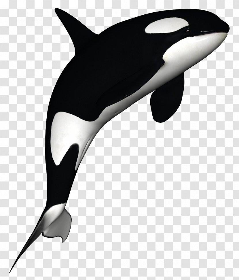 Dolphin Killer Whale Black And White - Download Transparent PNG
