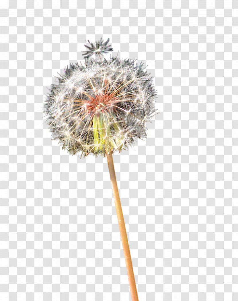 Dandelion Clip Art - Flora - Photography Transparent PNG