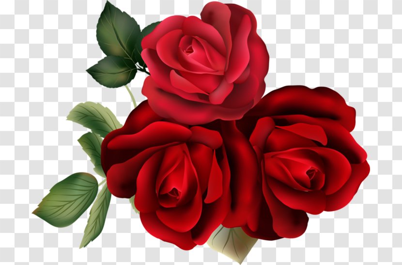 Garden Roses Cabbage Rose Floribunda - Order - Flower Transparent PNG