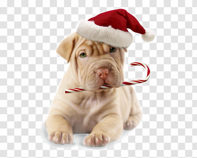 Puppy Boxer Dog Grooming Christmas Santa Claus - Like Mammal Transparent PNG