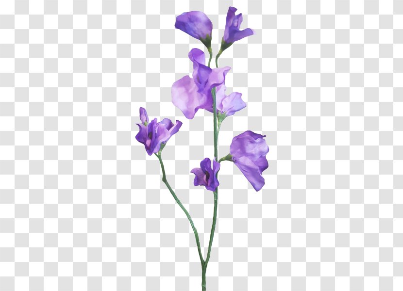 Sweet Pea Cut Flowers Plant Stem - Branch - Peas Transparent PNG