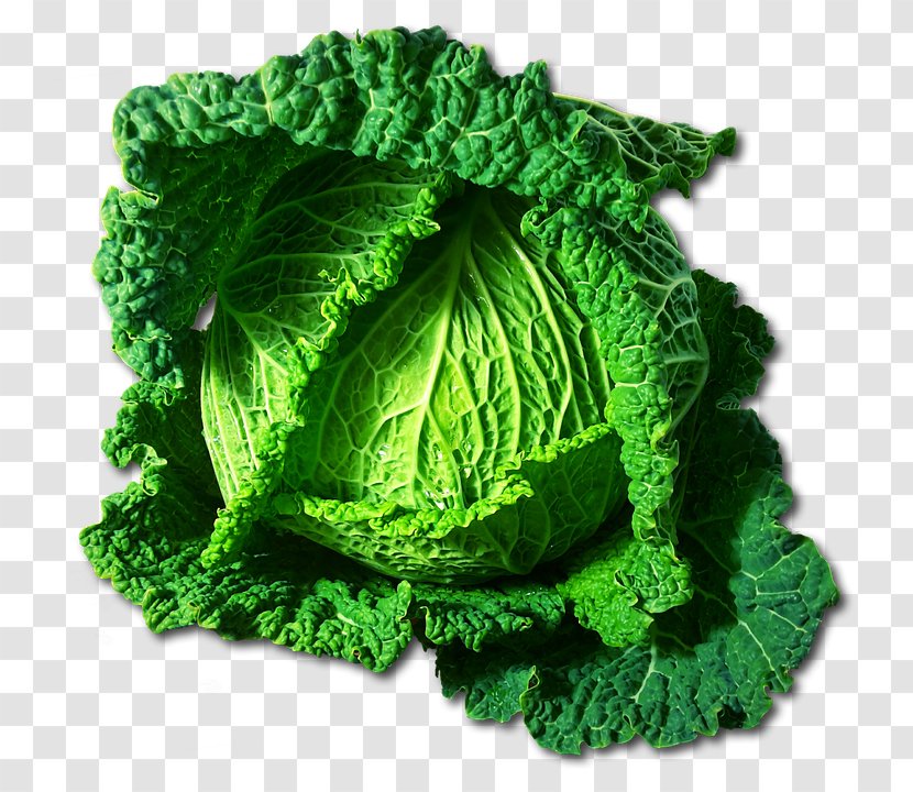 Leaf Vegetable Savoy Cabbage Capitata Group Cruciferous Vegetables - Green Transparent PNG