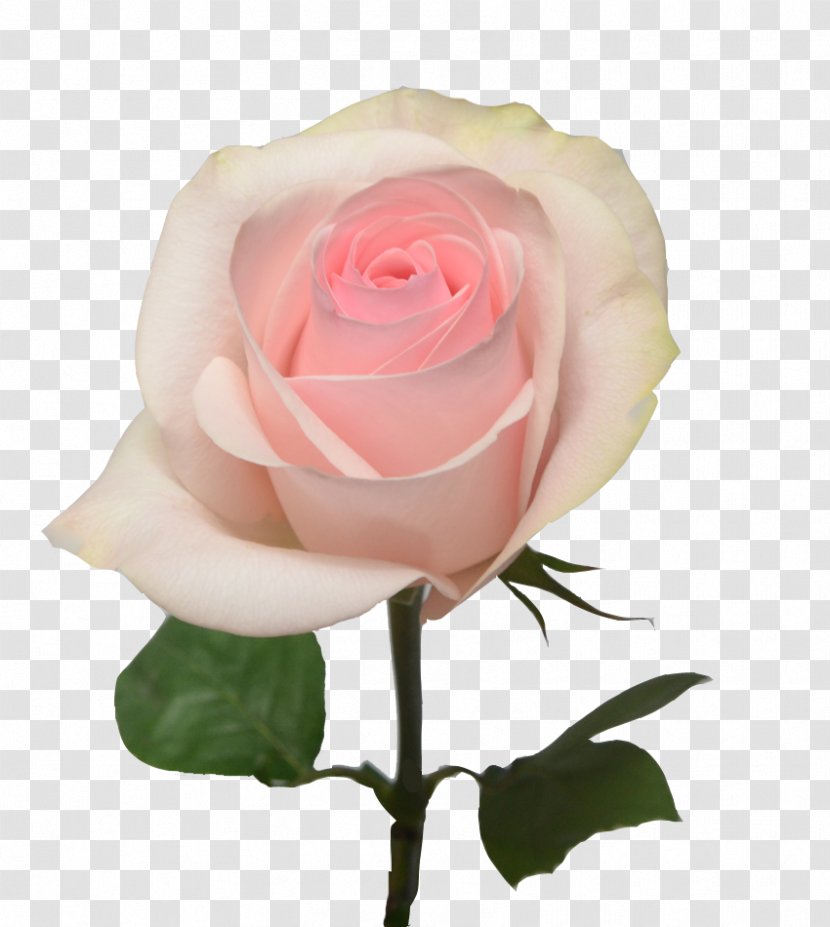 Light Pink Garden Roses Cut Flowers Transparent PNG