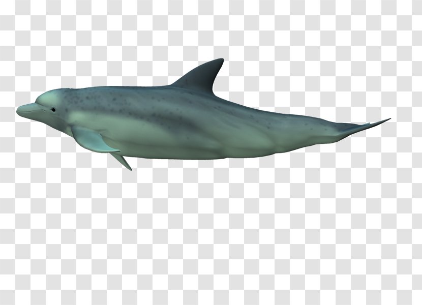 Common Bottlenose Dolphin Short-beaked Rough-toothed Tucuxi Wholphin - Fauna - Xj Transparent PNG
