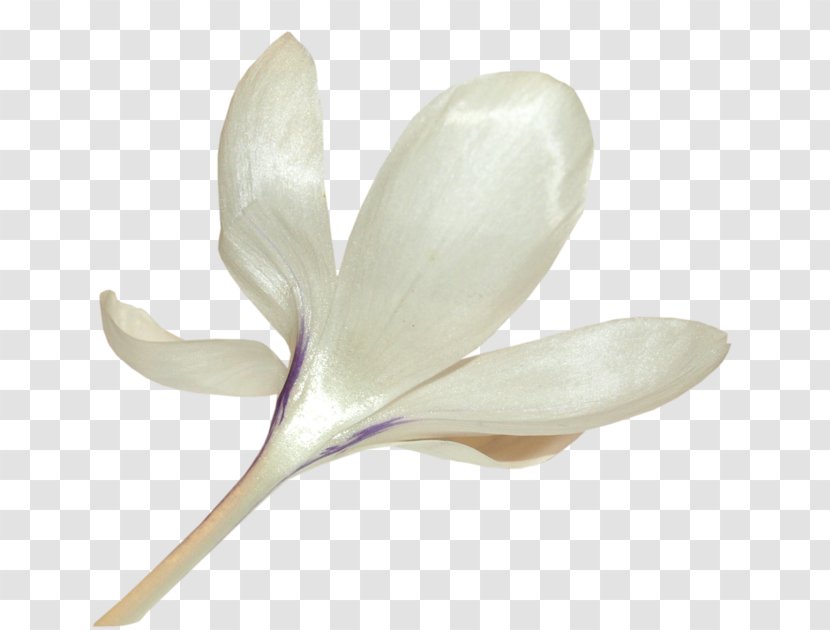 Petal Flower Clip Art - Color - Blog Transparent PNG