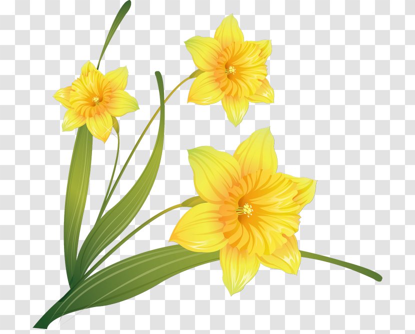 Watercolor Painting Daffodil Clip Art - Plant Stem - Narcissus Transparent PNG