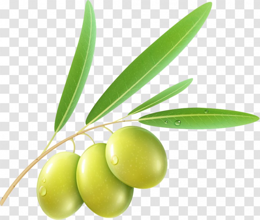 Olive Stock Photography Clip Art - Plant - An Transparent PNG