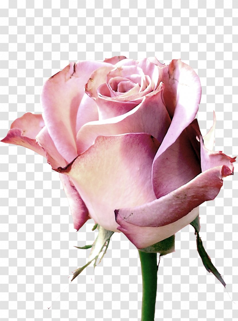 Rose Rendering Orkut Flower - Pink Roses Transparent PNG
