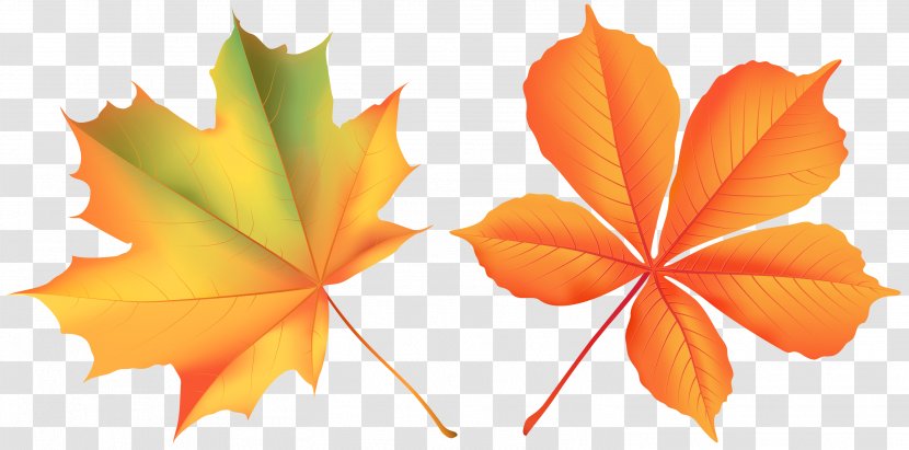 Maple Leaf - Tree - Flower Flowering Plant Transparent PNG