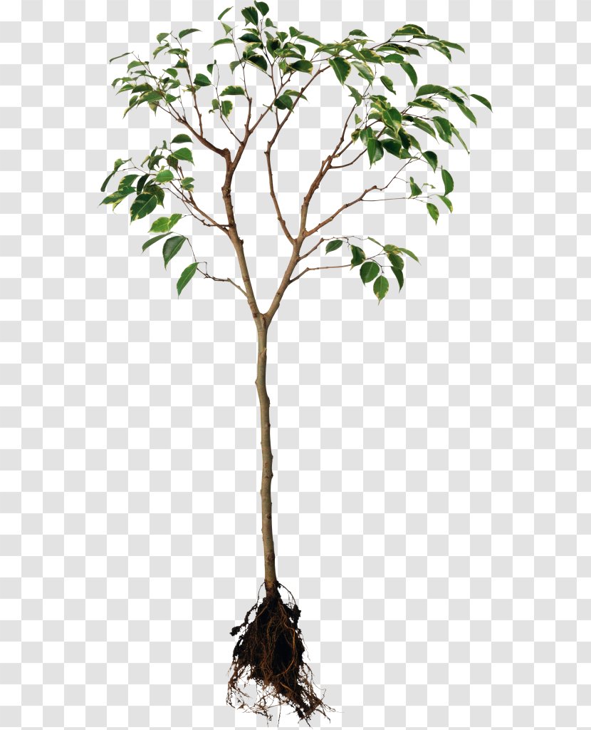 Root System Plants Tree Transparent PNG