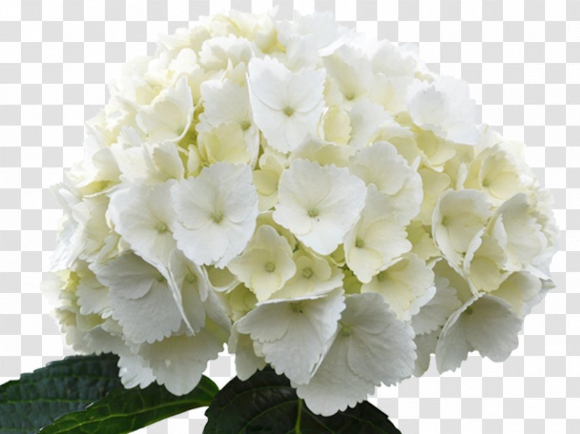 French Hydrangea Arborescens White Flower Green - Arumlily - Flowers Transparent PNG