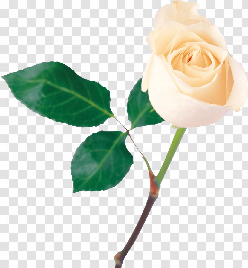Rose Flower White - Rosa Centifolia Transparent PNG