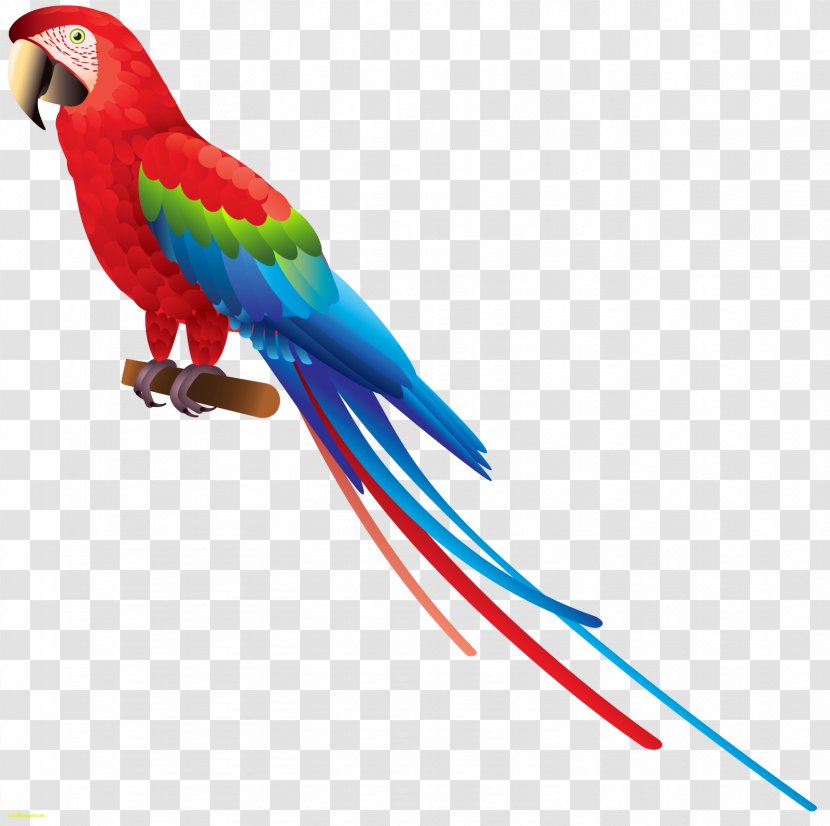 Parrot Bird Budgerigar Clip Art - Wing - Flamingo Transparent PNG
