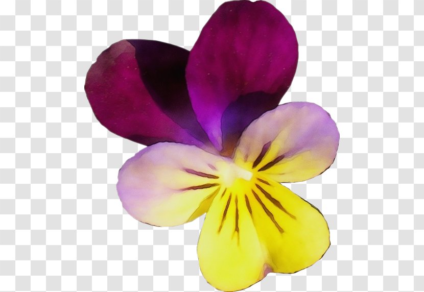 Flowering Plant Petal Flower Purple Violet - Viola Family Transparent PNG