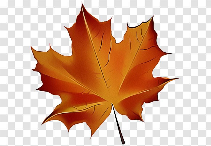 Maple Leaf - Orange Transparent PNG