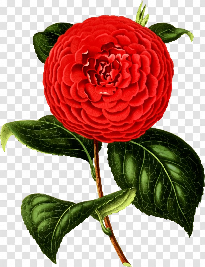 Clip Art Image Drawing - Floristry - Romantic Camellia Transparent PNG