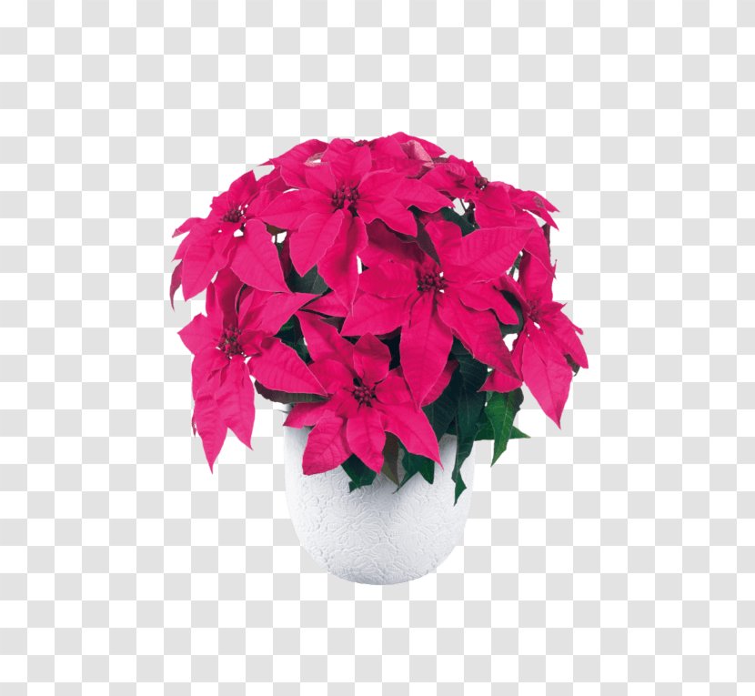 Poinsettia Cut Flowers Spurges Pink - Plant - Flower Transparent PNG