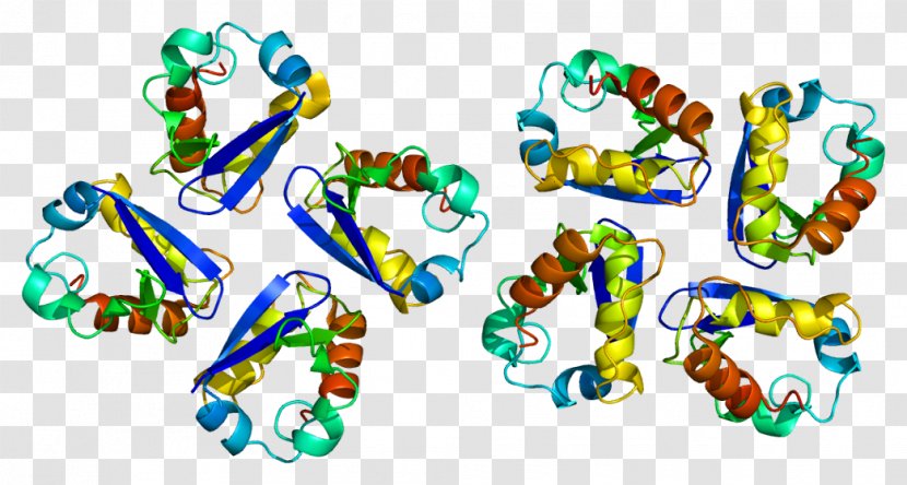 KCNA3 Voltage-gated Potassium Channel Shaker Gene Ion - Cartoon - Sodiumglucose Transport Proteins Transparent PNG
