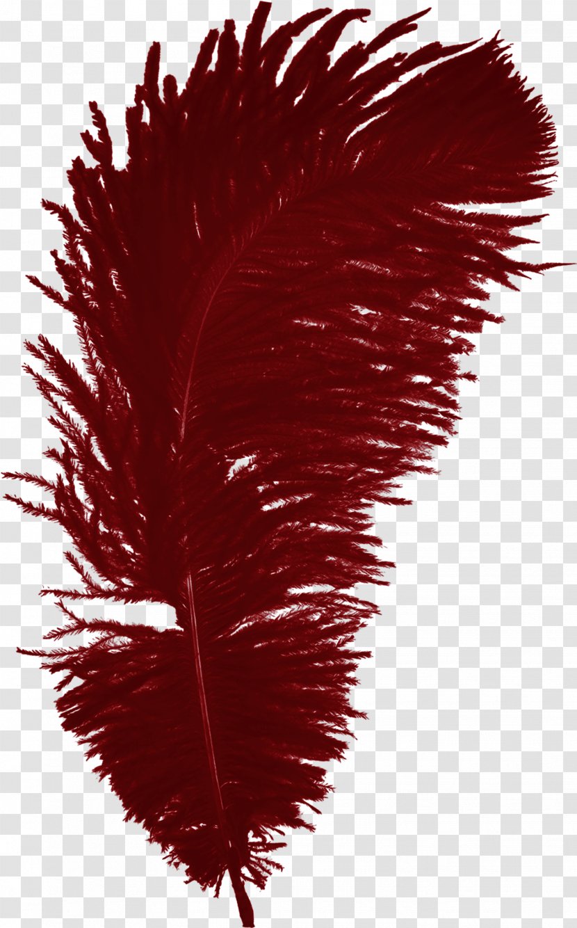 Feather Bird - Pictures Transparent PNG