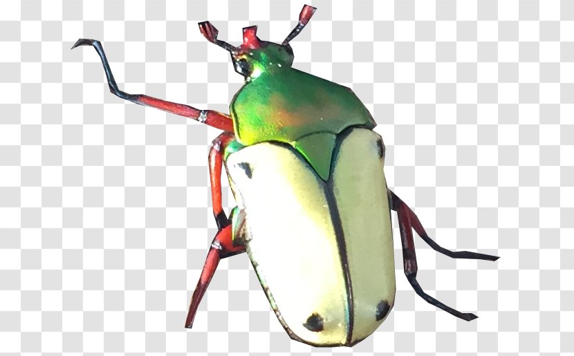Beetle Eudicella Euthalia Hereroensis Barons Transparent PNG
