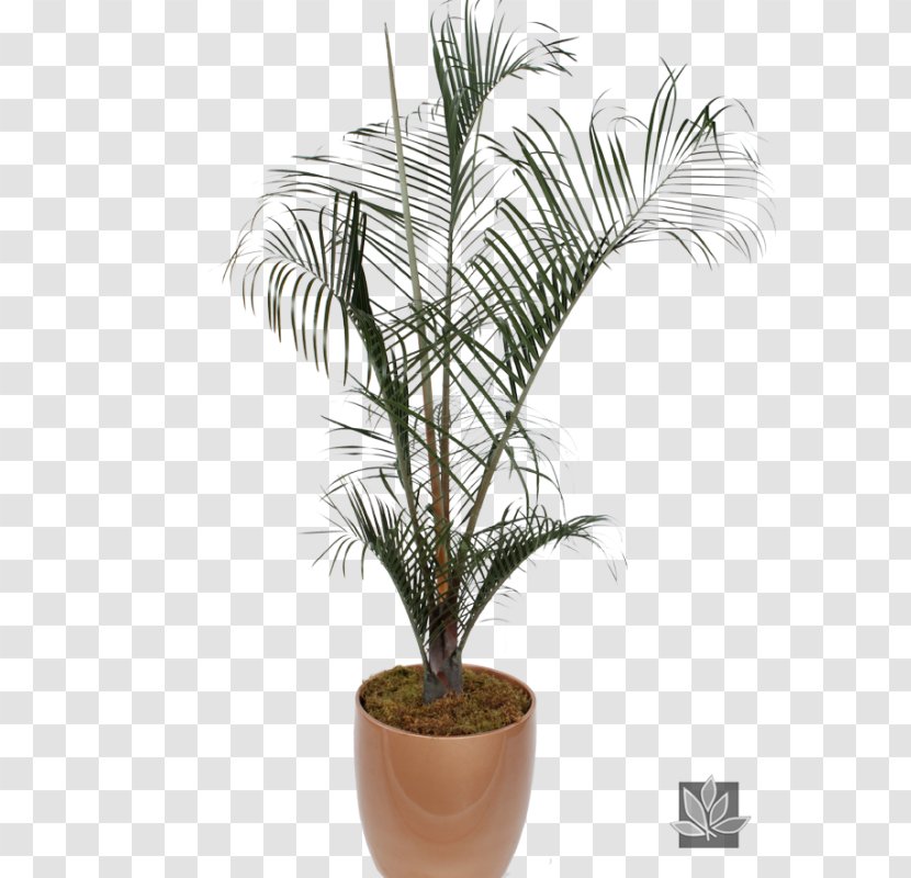 Babassu Arecaceae AMIA 2018 Flowerpot - Arecales - Date Palm Transparent PNG
