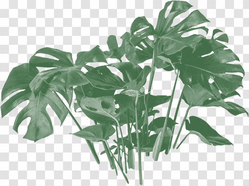 Swiss Cheese Plant Houseplant Plants Philodendron Flowerpot - Alismatales - Drawing Transparent PNG