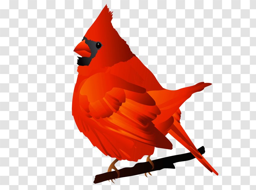Bird Northern Cardinal St. Louis Cardinals Free Content Clip Art - Cliparts Transparent PNG