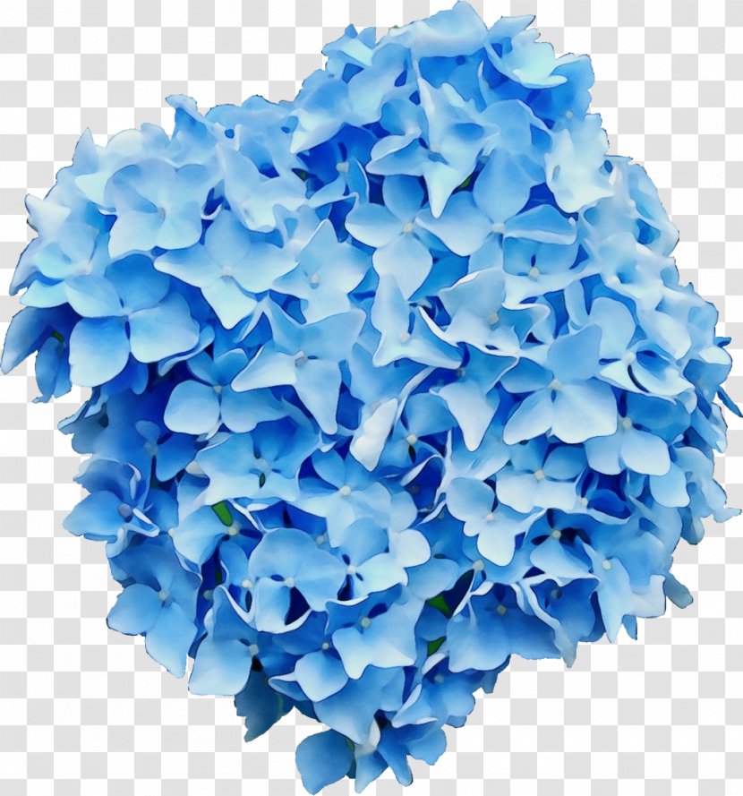 French Hydrangea Clip Art Flower Paniculata Limelight - Panicled - Electric Blue Transparent PNG