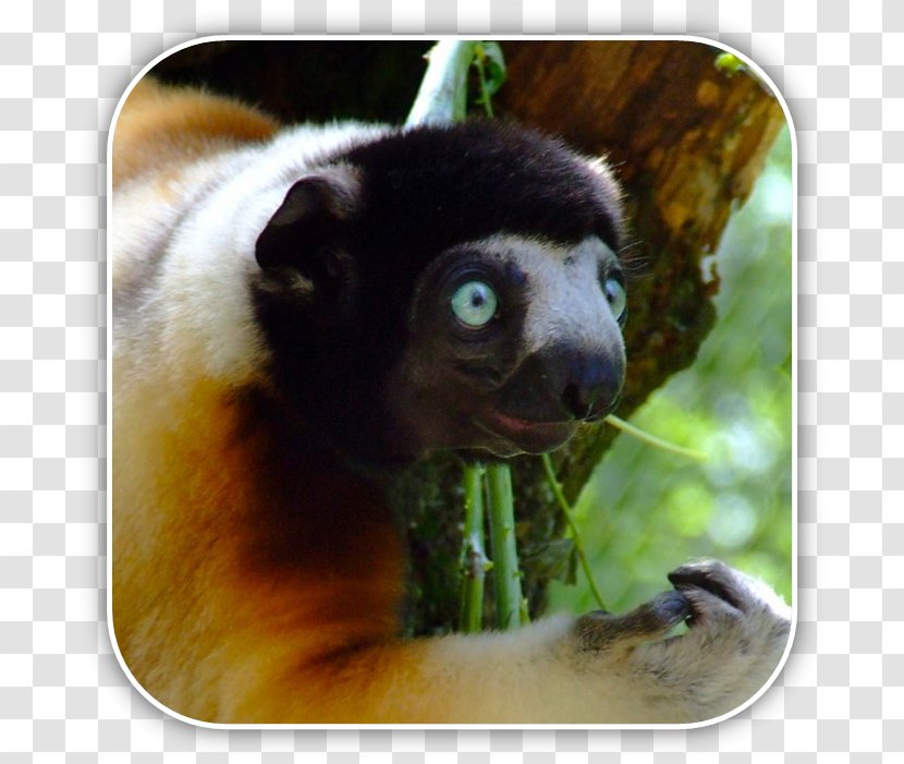 Lemurs Coquerel's Sifaka Strepsirrhini Crowned Milne-Edwards' - Lemur - Matt Pyke Transparent PNG