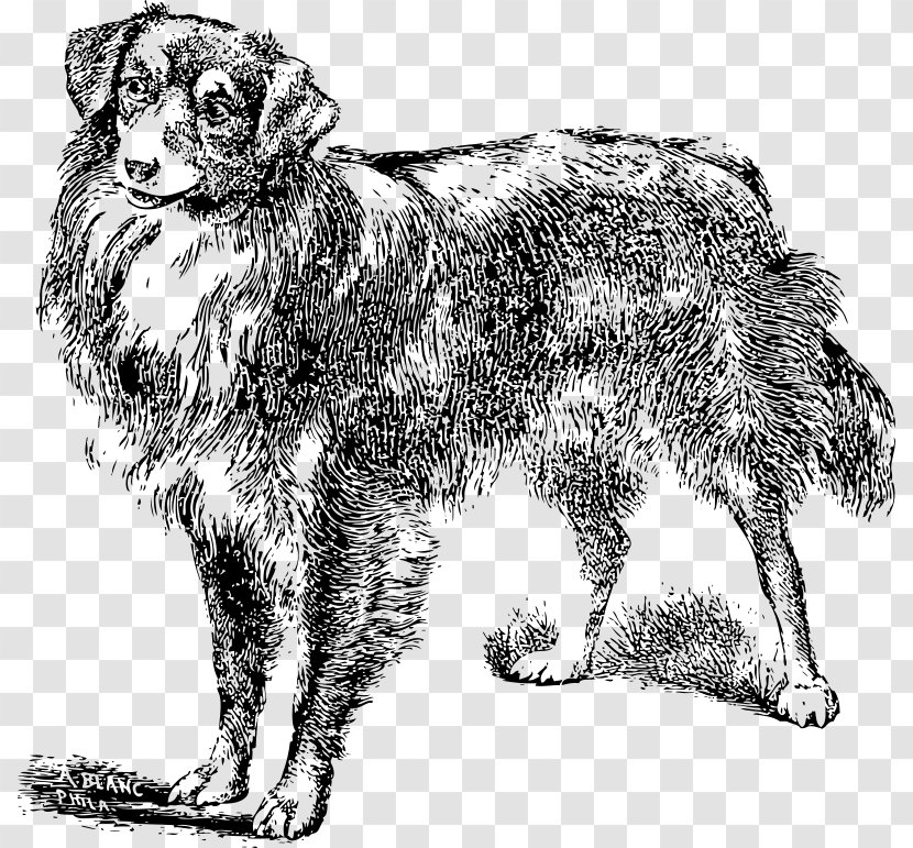 Dog Breed Clip Art - Like Mammal Transparent PNG