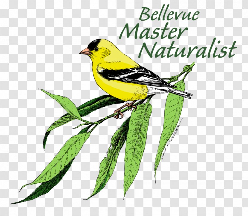 Eurasian Golden Oriole Finches Bellevue Nature Training - American Sparrows - Vector Transparent PNG