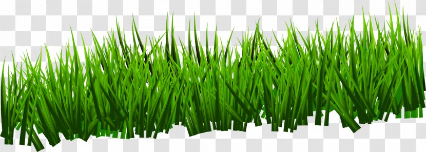 Green Grassland - Animation - And Simple Grass Transparent PNG