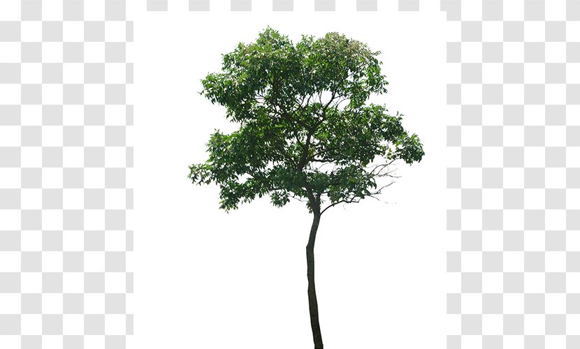 Branch Tree - Canopy Transparent PNG