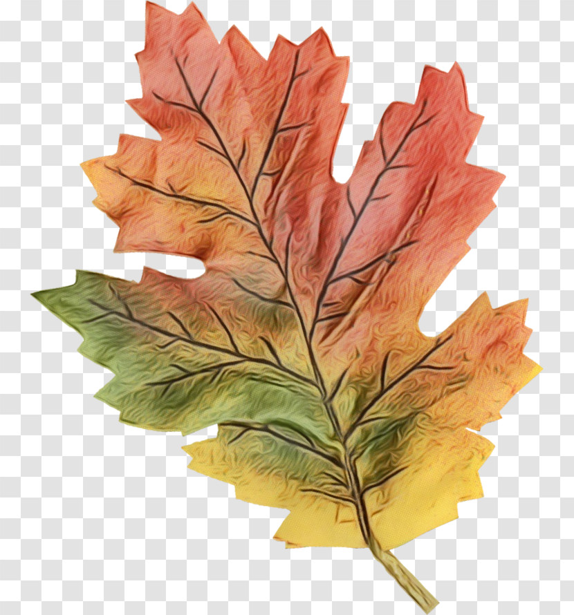 Leaf Maple Leaf / M Twig Tree Plant Structure Transparent PNG