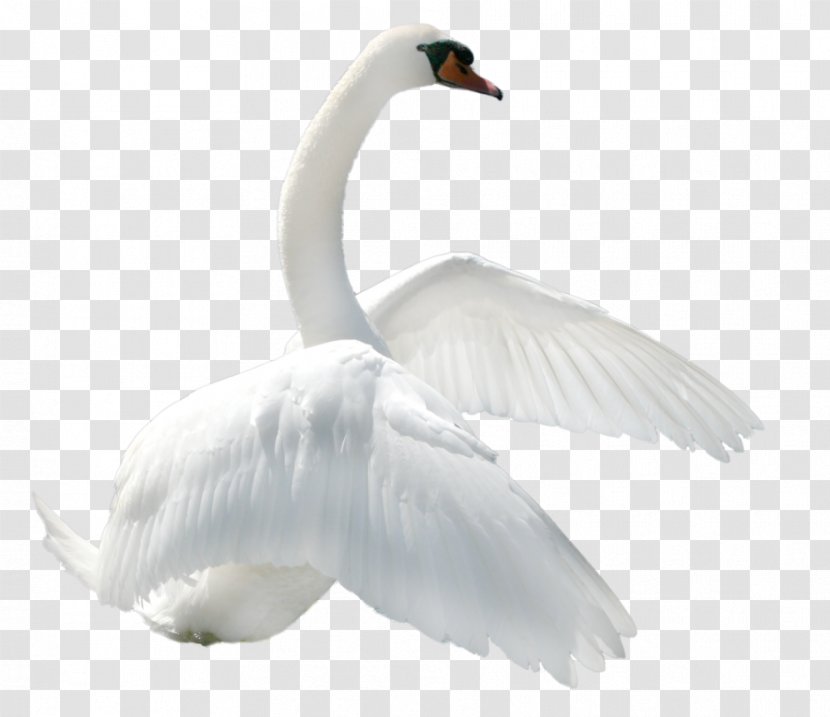 Swan Clip Art - Image Transparent PNG