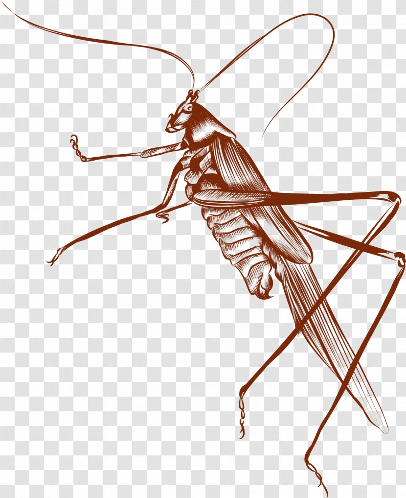 Brown Euclidean Vector - Gratis - Cricket Transparent PNG