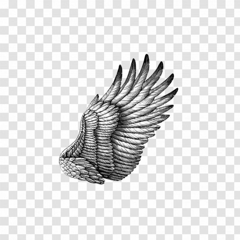 Black And White Drawing Scratchboard Illustration - Cartoon - Wings Transparent PNG