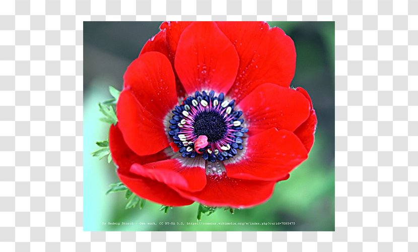 Anemone Coronaria Bulb Flower Plant Color - Annual Transparent PNG