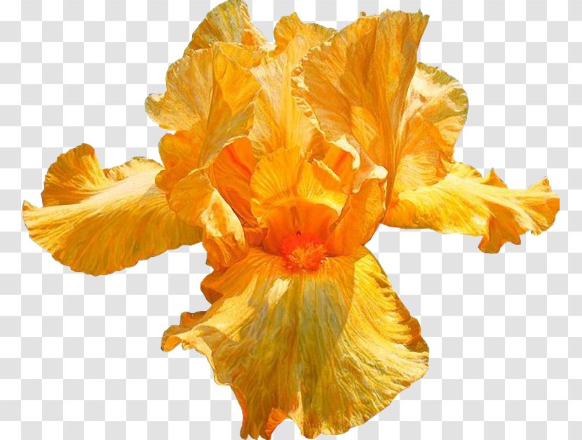 Overseas Department Thought Guadeloupe Flower Delusion - Iris Transparent PNG