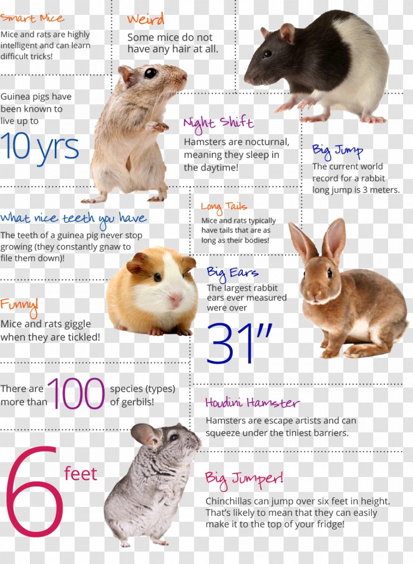 Domestic Rabbit Dieci Racconti Fantastici. Dal Nipote Al Nonno Hare Guinea Pig - Wildlife - Corner CHILD Transparent PNG