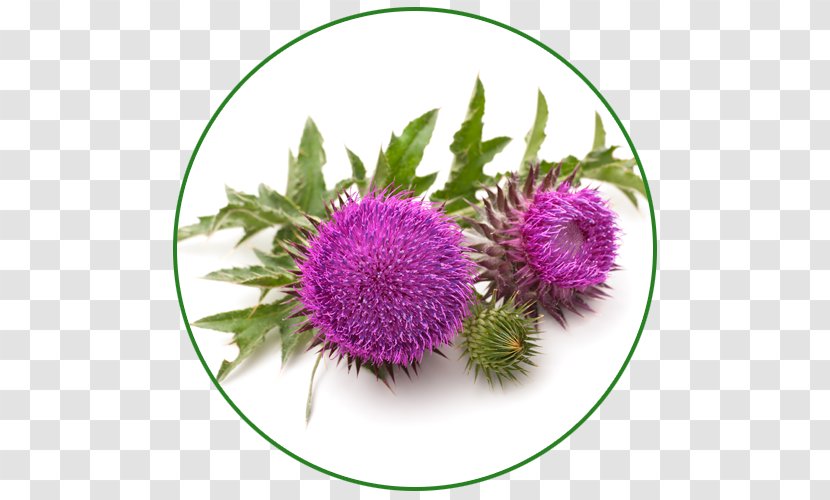 Paradise Herbs Milk Thistle Silibinin - Plant - Tamarind Pods Transparent PNG