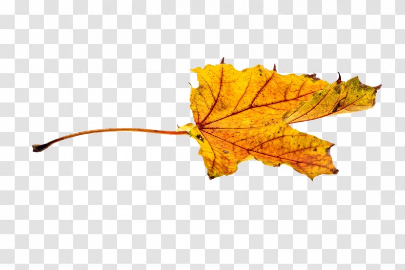 Autumn Leaf Color Clip Art - Tree - Leaves Transparent PNG