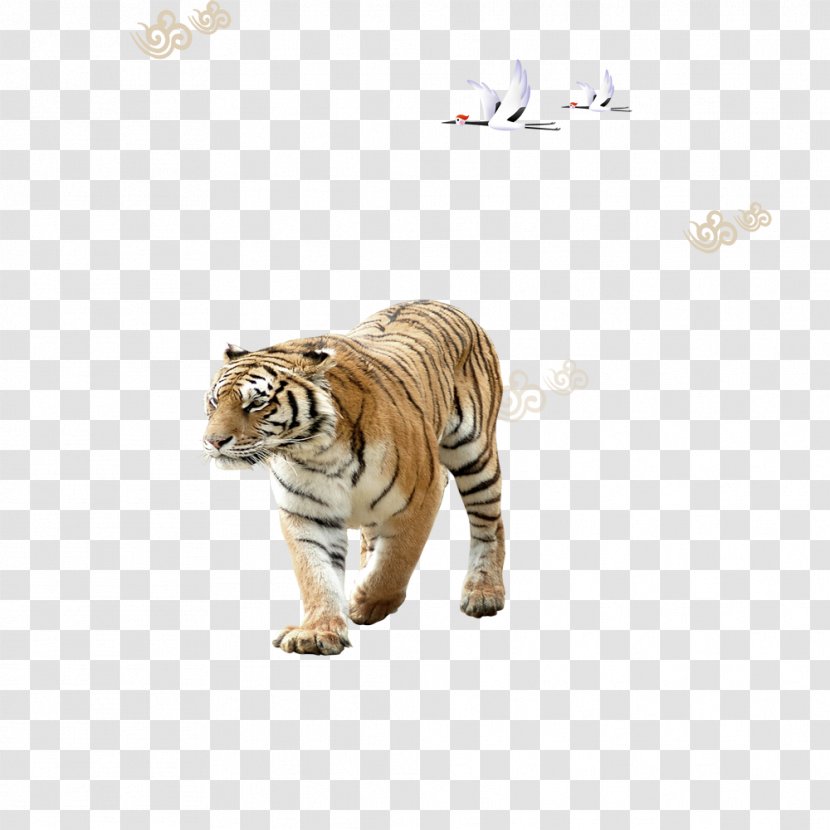 Siberian Tiger - Cat Like Mammal - Swan Transparent PNG