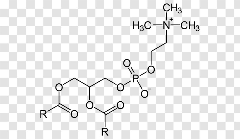 Lecithin Phosphatidylserine Phosphatidylcholine Phosphatidic Acid Dietary Supplement - Cidofovir - Phospholipase A2 Transparent PNG