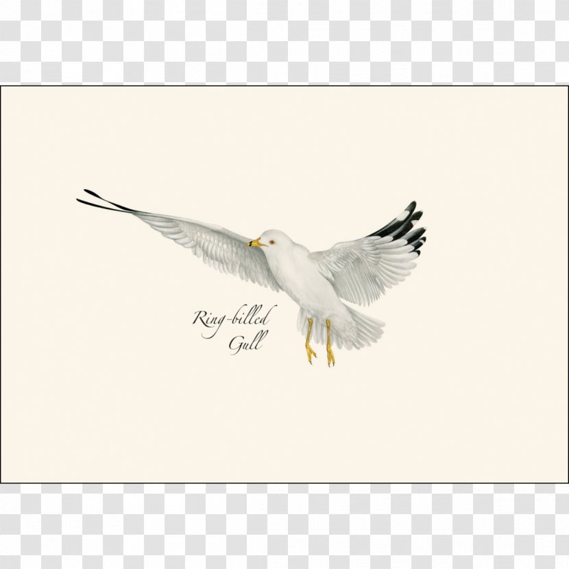Bird Of Prey Gulls Seabird Beak - Fauna - Gull Transparent PNG